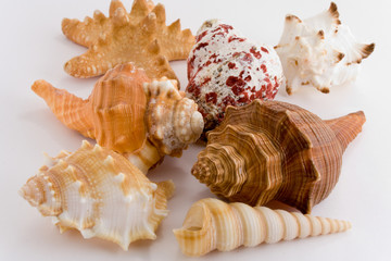 collection of cockle-shell isolated on white