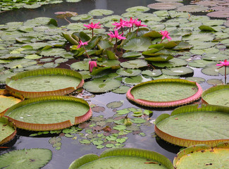 waterlelies in een meer