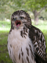 eagle's potrait