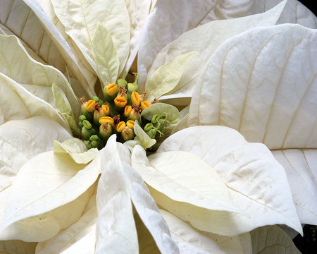 White Poinsetta