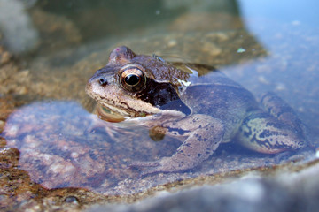 grenouille