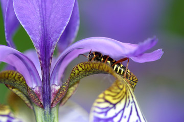 guepe et iris