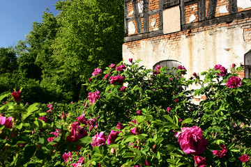 Fototapeta premium flowers