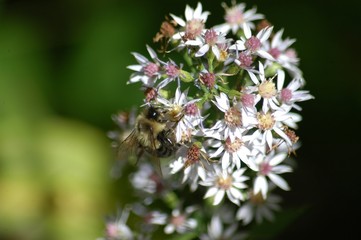 bee