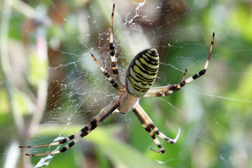 araignée jaune