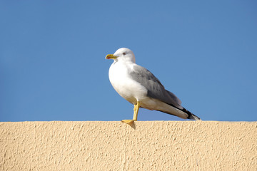 mouette