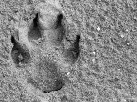 tracks