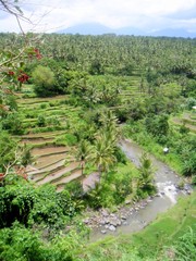 Fototapeta na wymiar Arrozales en Bali