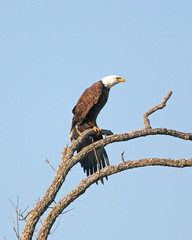 eagle on a branch