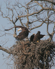 bald eagle leving nest