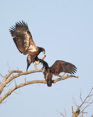 eaglets playing
