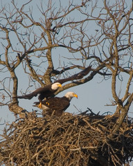 eagle leaving nest