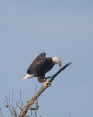 eagle lands