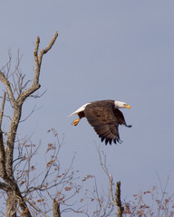 eagle takes off