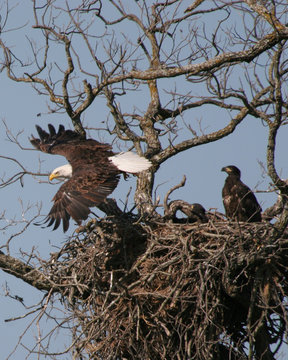 eagle leaving nest