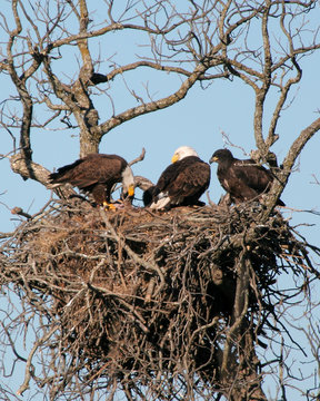 eagle feeding babies