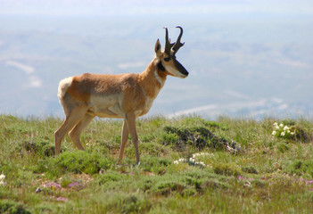 antelope in wildflowers