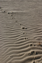 Fototapeta na wymiar antelope tracks in sand dune
