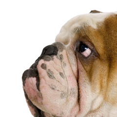 bulldog anglais