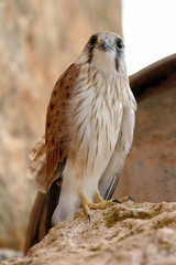 bird of prey