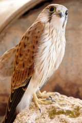 Fototapeta premium bird of prey