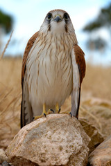 bird of prey