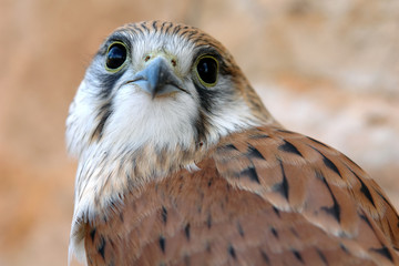 bird of prey