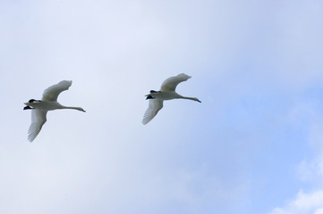 cygne en vol