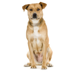 american staffordshire terrier