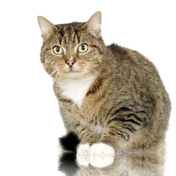 chat forestier - european wildcat