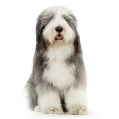 bearded collie