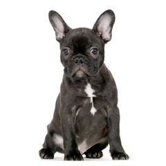 jeune bulldog français