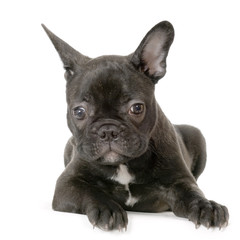 jeune boule dogue français