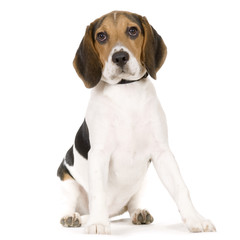 beagle