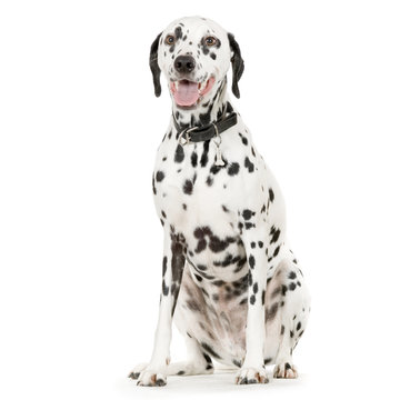 dalmatien