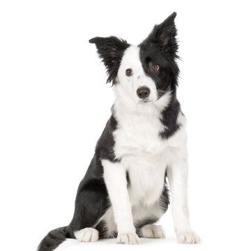 jeune border collie