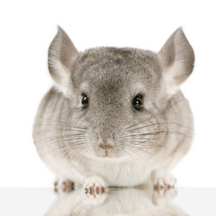 jeune chinchilla