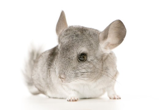 jeune chinchilla