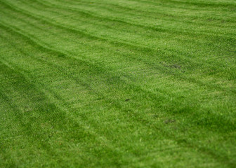 Fototapeta na wymiar the lawn