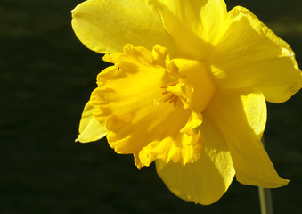 close up of a daffodil © a4stockphotos