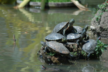 turtle 4