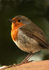 robin