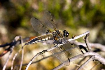 dragonfly
