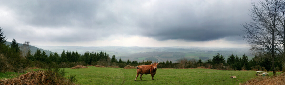 vache