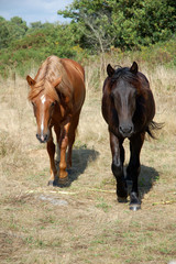 Fototapeta premium couple de chevaux