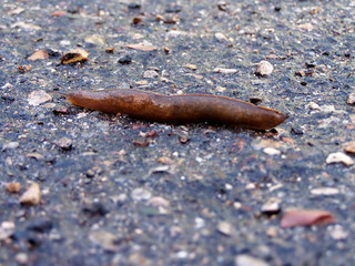 slug on road