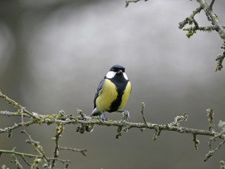 mesange charbonniere