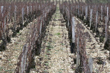 Fototapeta na wymiar vigne en bourgogne