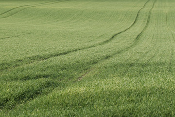 Obraz premium champ cultivé