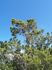 stock photo of colorado nature